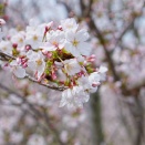初心者用単焦点レンズで、淡路島「千谷川公園」の桜を撮りまくり。No2