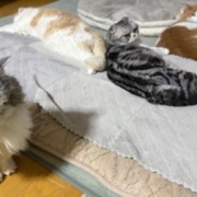 ネネがいないと思っていたら・・・