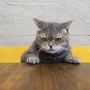 【画像】猫とツーショット写真撮ったら猫が舌打ち！？⇒写真を見てみたらこの顔ｗｗｗｗｗｗｗｗ