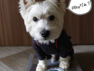 ドライフードに戻して一か月。体重は？