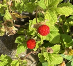 食べられる植物と猛毒の植物