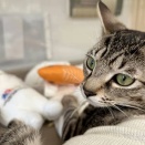 里親さんを待ってる猫たち(3/15)