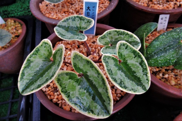 カンアオイ　オトメアオイ「大日輪」 カンアオイに魅せられて！！ - 覆輪