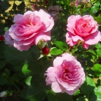  花好きおばあさんの　園芸ボランティア日記