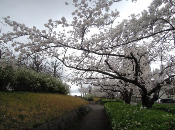 新潟市内を花見ウォーキング
