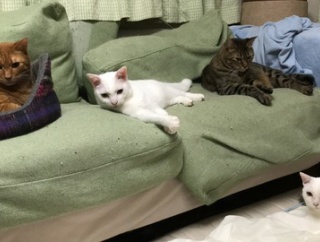 白たぬき、修行中の頃　20260422