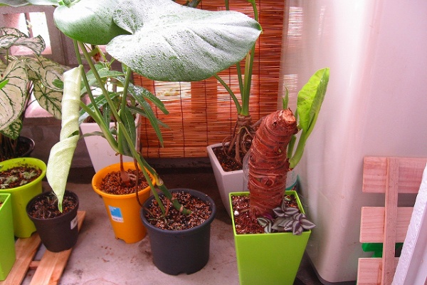 観葉植物 I ﾉ ﾓｨ クワズイモ