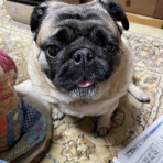 パグ・金太郎ブログ♪