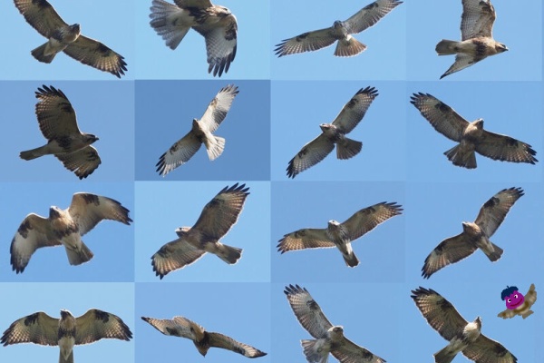 ふじたかなすびページ② 富士鷹なすびのブログ