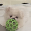 通常ブログ　ポメペキ
