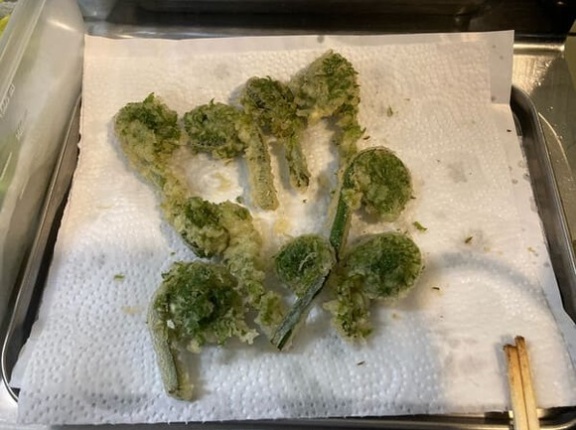 【画像】山さ行って山菜取ってきただ【天ぷら等】