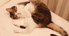 ナデナデ待ちの猫。