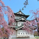 スキーと桜の旅＠八甲田山