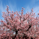 今年も河津桜🌸とみなみの桜🌸