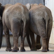 砥愛ちゃん！お姉ちゃんの頭は跨ぐもんじゃありません！