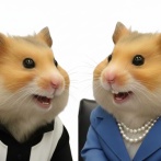 高市総理と蓮舫を比較した結果