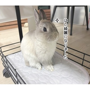 うさぎのルリ(3/8追記)