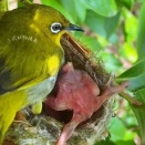托卵がバレたカッコウの雛、メジロの親鳥に排除される
