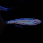 『7月18日(金)熱帯魚入荷情報🐟』の画像