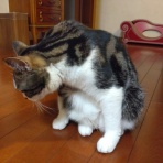 立ち耳スコティッシュのポッキー