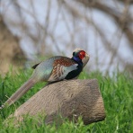 お城と淀川の鳥撮り記