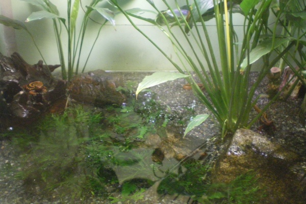 イモリブログ イモリ サラマンダーの飼育日誌ブログ 11