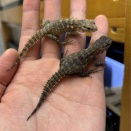 3Fトカゲ新入荷♫