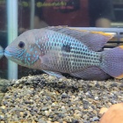 『8月18日(金)　熱帯魚入荷情報』の画像