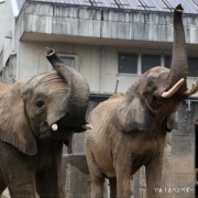 クリスマスリースのプレゼント　（２）