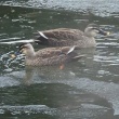 今日の野鳥　キジバト・コガモ・カルガモ　鶴ヶ城公園