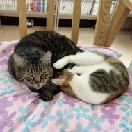 猫式ヨガ忘年会のおしらせ