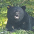 【長野・大町市】クマに襲われる　40代女性が大けが　犬の散歩中に頭や両腕を引っかかれる