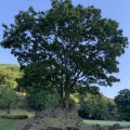 ■🏯戦国大名・朝倉氏の栄華を訪ねて ～一乗谷朝倉氏遺跡博物館と一乗谷朝倉氏遺跡～（福井県福井市）
