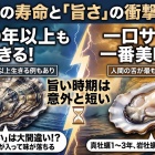 🎥🎧️牡蠣はどれだけ大きくなるの？あと寿命とか