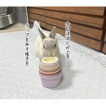 うさぎのルリ(4/12追記)