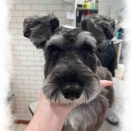 シュナウザー S/C モアナちゃん 横須賀店 櫻井