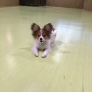 元気いっぱいパピヨン🐾🩷