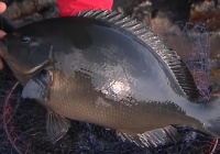 釣果情報 高知県 鵜来島で70cm 5 2kgの尾長グレが釣れたそうです 海辺の狩人