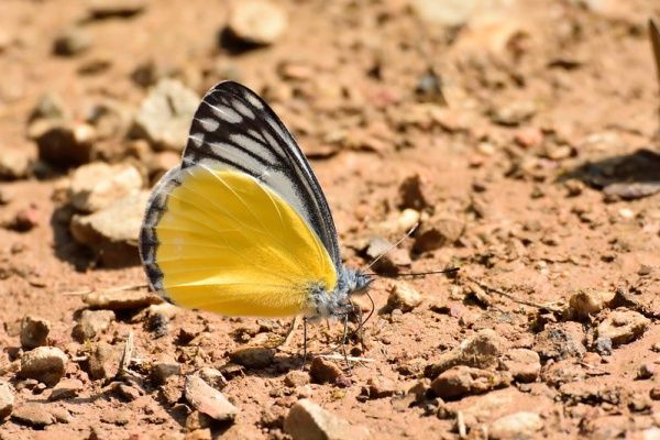 Naturing Thailand - ｶｻﾞﾘｼﾛﾁｮｳ属