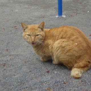 ねこかます