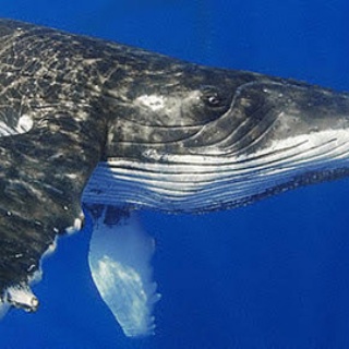 シロナガスクジラ