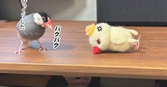 パニック３連発のセラ