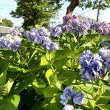 『高柳4丁目に咲いてたアジサイとか 【寝屋フォト】』の画像