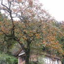 花が咲いたような柿の実