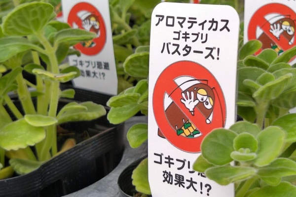 江南市のお花屋アイビーの いろいろ July 21