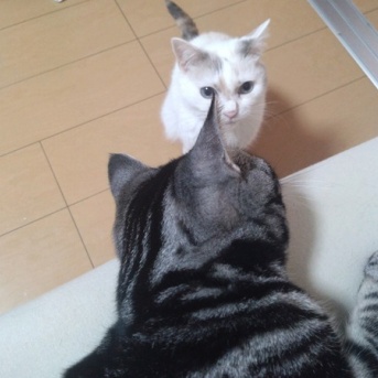 実物のﾈｺﾁｬﾝたちセカンド245