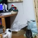 SOS！命のバトンねこ