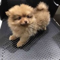 ポメラニアンちゃん♀