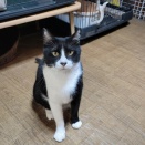 みにみゅう幼稚園😽😸😸😺😺
