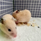 『新しい小動物の紹介です🐹』の画像